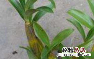 鼓槌石斛怎么食用最好 鼓槌石斛怎么食用