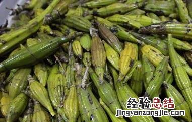 不同产地的鼓槌石斛我什么不同吗 鼓槌石斛与铁皮石斛的区别