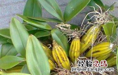 不同产地的鼓槌石斛我什么不同吗 鼓槌石斛与铁皮石斛的区别