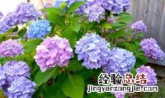 为什么花市的花养的好养 为什么花市的花养的好