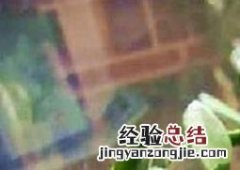 玉树有毒吗 玉树有毒吗小孩误吃了