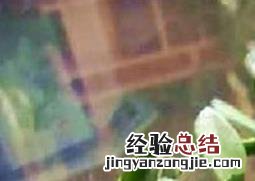 玉树有毒吗 玉树有毒吗小孩误吃了