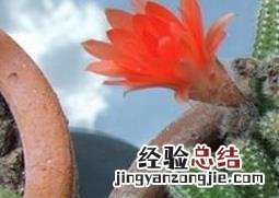 仙人指的养殖方法和注意事项 仙人指的养殖方法和注意事项仙人指载重