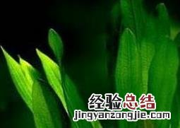 盆栽皇冠草怎么养 皇冠草怎么养好