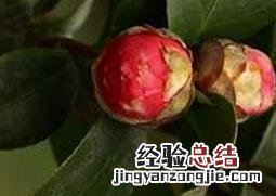 茶花的养殖方法和日常养护技术 茶花的养殖方法和日常养护