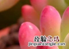 八千代官网 八千代图片