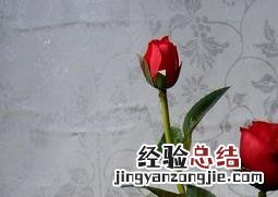 小月季花养殖方法及注意事项 小月季花养殖方法及注意事项视频