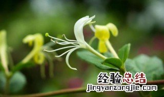 金银花和金银花根的功效一样吗 金银花根部的功效与作用