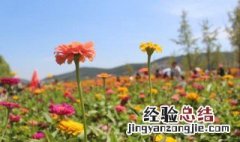 太阳花好养还是百日草好养 百日草花好养吗