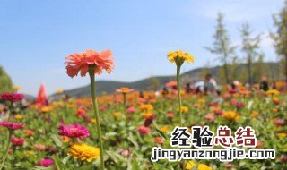 太阳花好养还是百日草好养 百日草花好养吗