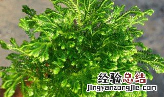 九死还魂草生长在哪里 九死还魂草怎么繁殖