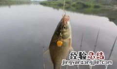 鲫鱼春天什么时候好钓 早春钓鲫鱼什么时候