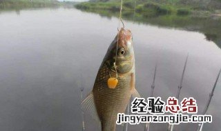 鲫鱼春天什么时候好钓 早春钓鲫鱼什么时候