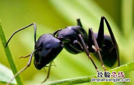 黑蚂蚁怎么吃 黑蚂蚁怎么吃效果好