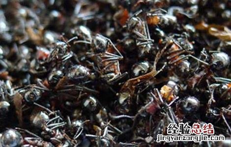 黑蚂蚁怎么吃 黑蚂蚁怎么吃效果好
