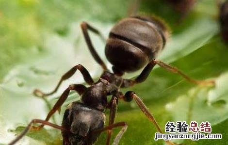 黑蚂蚁怎么吃 黑蚂蚁怎么吃效果好