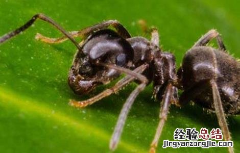 黑蚂蚁怎么吃 黑蚂蚁怎么吃效果好