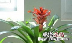 鸿运当头花叶杯图片 鸿运当头叶杯是哪儿