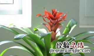 鸿运当头花叶杯图片 鸿运当头叶杯是哪儿