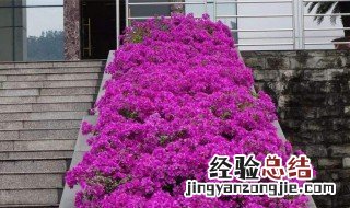 三角梅喜欢酸性土壤还是碱性土壤 三角梅喜欢酸性土壤还是碱性土