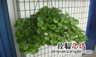 瑞典常春藤的养殖方法 瑞典常春藤怎么养