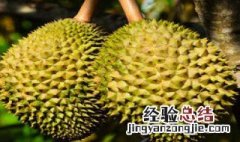 榴莲吃不了怎么保存 吃剩的榴莲肉如何保存才放得久