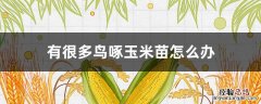 有很多鸟啄玉米苗怎么办 如何防止鸟啄玉米幼苗