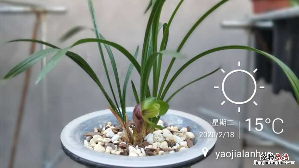 大富贵兰花多久浇水合适 大富贵兰花多久浇水