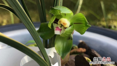 兰花开完花后怎么办怎么处理视频 兰花开完花后怎么办