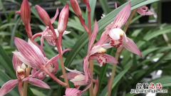 秋冬季节兰花怎么养 秋天养兰花的注意事项