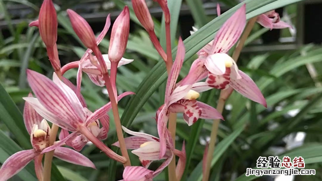 秋冬季节兰花怎么养 秋天养兰花的注意事项
