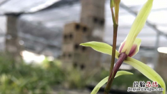 兰花夏天怎么养护最好 兰花夏天怎么养护