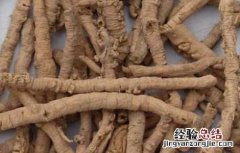 远志的吃法和禁忌 远志的食用方法