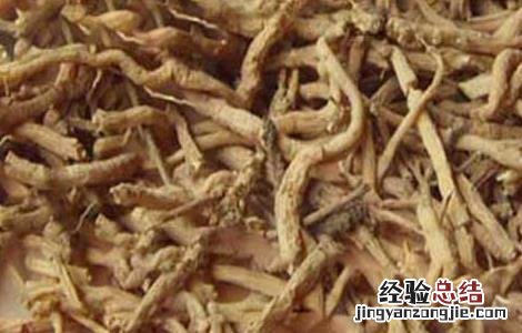 远志的吃法和禁忌 远志的食用方法
