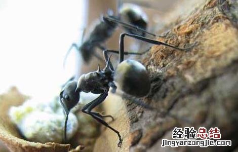 黑蚂蚁泡酒配方大全窍门 黑蚂蚁泡酒配方大全