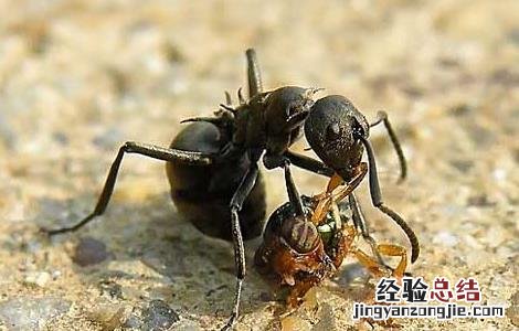黑蚂蚁泡酒配方大全窍门 黑蚂蚁泡酒配方大全
