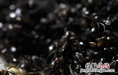 黑蚂蚁泡酒配方大全窍门 黑蚂蚁泡酒配方大全