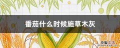 番茄开花时可施草木灰吗 番茄什么时候施草木灰