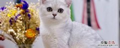 银渐层猫能吃人吃的饭吗 银渐层猫不能吃什么