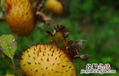 刺梨怎么吃维生素c效果最好 刺梨怎么吃