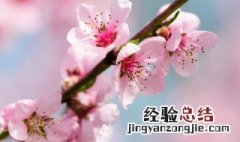 桃花作用 桃花作用和功效