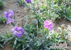 瞿麦的营养价值