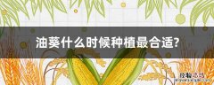 油葵几月份种合适 油葵什么时候种植最合适?