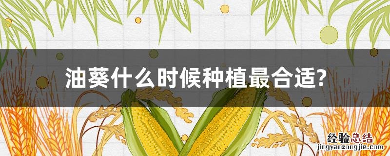油葵几月份种合适 油葵什么时候种植最合适?