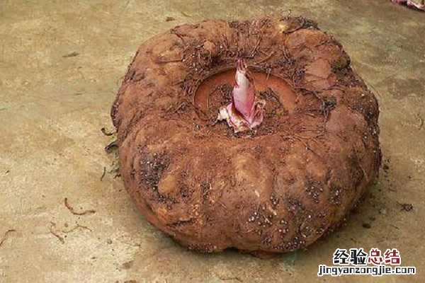 魔芋种植技术及施肥要点，如何养护才能高产