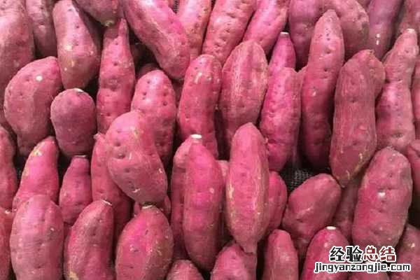 广东红薯最佳收获时间，什么时候成熟