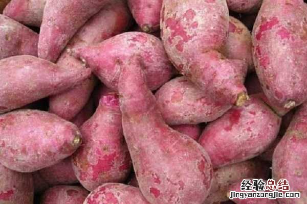 广东红薯最佳收获时间，什么时候成熟