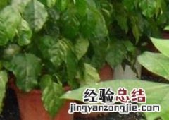 发财树如何修剪 盆栽发财树如何修剪