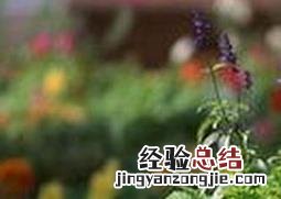 羽衣甘蓝怎么养 羽衣甘蓝怎么养护