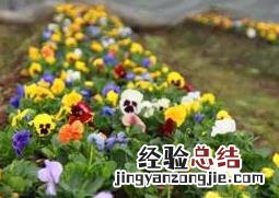 七色堇的品种和观赏价值 七色堇的品种和观赏价值图片